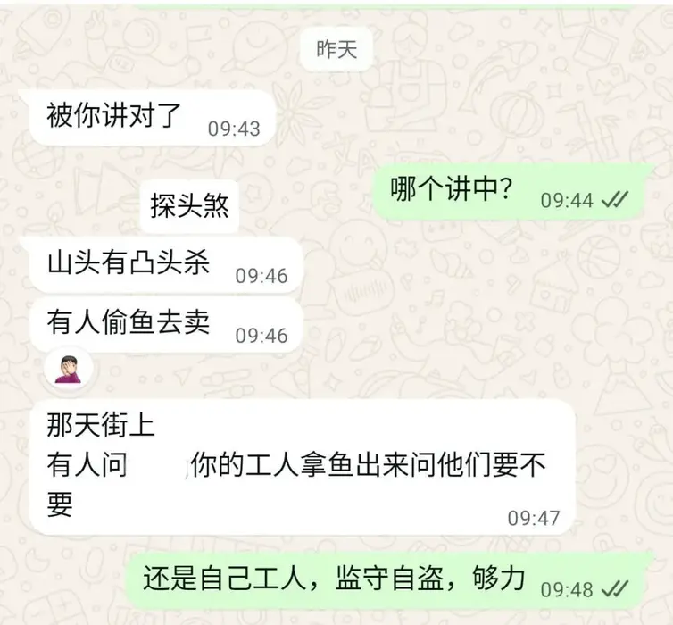 WhatsApp聊天记录截图。客户向猫哥反馈：“被你讲对了，探头煞，有人偷鱼去卖”。最令人震惊的是，偷鱼者竟是负责看守的内部工人（监守自盗）。这完美验证了猫哥关于西北方乾宫受煞主“内部人作案”的风水预测。