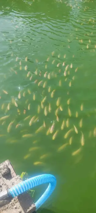 鱼塘内密集的鱼群正在进食，水质肥沃。这张图验证了猫哥的商业风水判断：此地水气丰沛，虽湿气重不宜埋生基，但极利于水产养殖，是难得的求财之地。