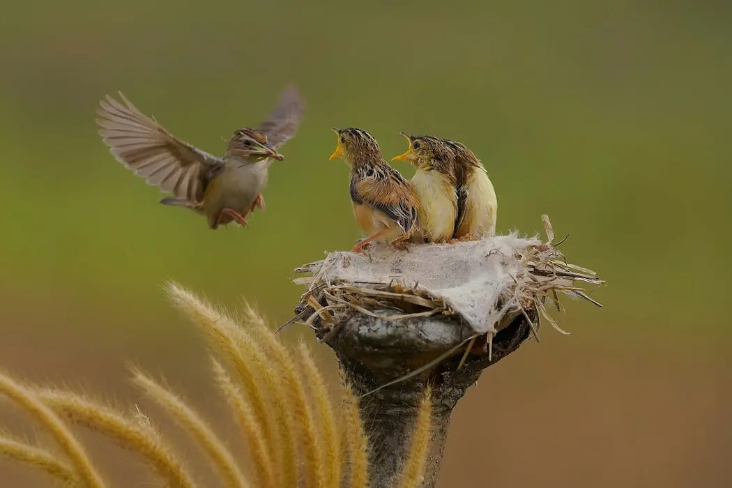 奇门遁甲择日秘诀：猫哥揭秘“飞鸟跌穴”大吉格局如何催旺财运？解析马来西亚风水师的旺财布局，掌握天时地利人和转运法门揭秘！